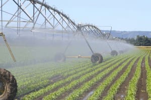 Modern sprinkler system at work in field of crops